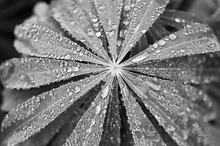 Raindrops on Lupine by Laura Marshall art print