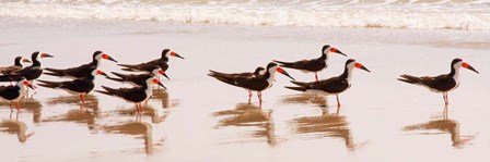 Black Skimmers I by Kathy Mansfield art print