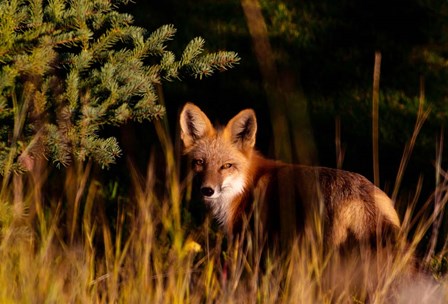 Fox Stare by Kathy Mansfield art print