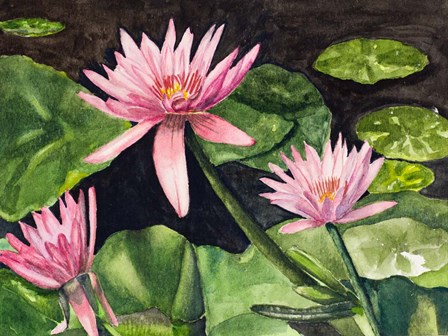 Water Lillie&#39;s by Jan Odum art print