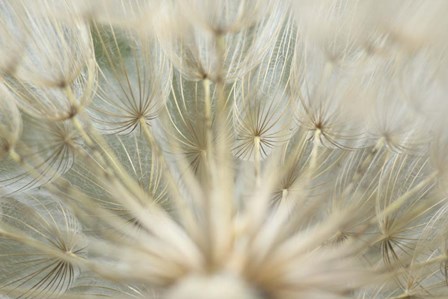 Macro Dandilion IV by Renee Stramel art print