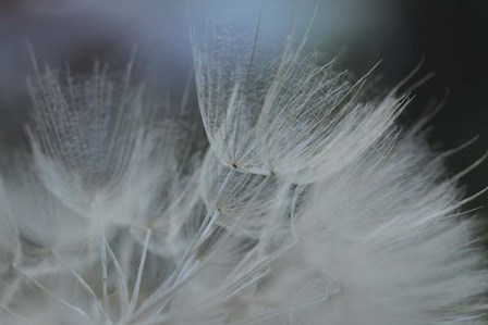 Macro Dandilion VII by Renee Stramel art print