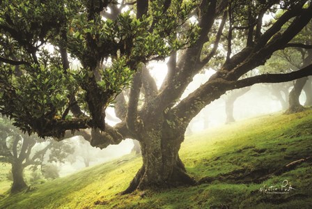 King of the Forest by Martin Podt art print