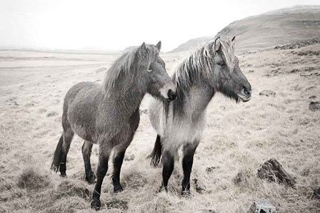 Bjarni and Imir I BW by Laura Marshall art print