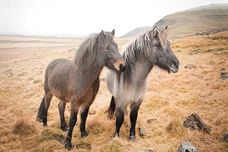 Bjarni and Imir I by Laura Marshall art print