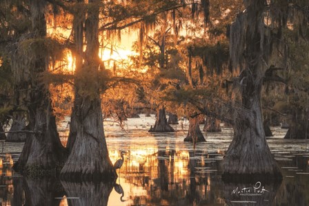 Sunset in the Swamps by Martin Podt art print