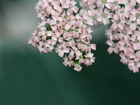 Blush Pink Flowers by Brooke T. Ryan art print