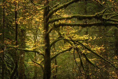 Golden Drops by Enrico Fossati art print