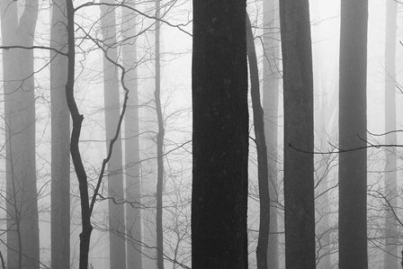 Forest Code by Nicholas Bell art print