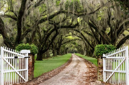 Plantation Road by Daniel Burt art print