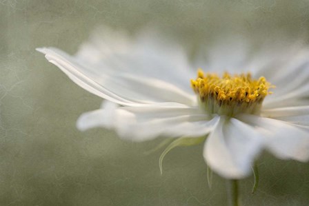 Whisper by Mandy Disher art print