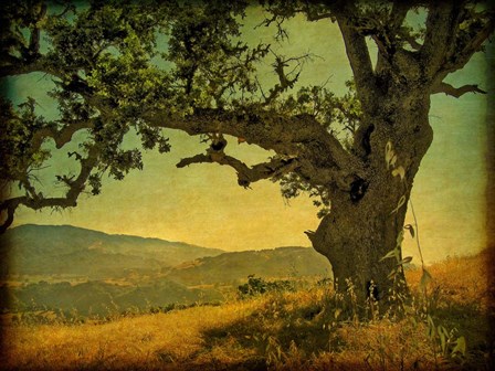 Blue Oak Hilltop by William Guion art print