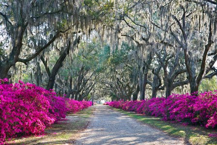 Azaleas, Bonaventure by Winthrope Hiers art print