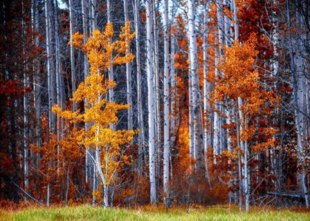 Autumn Birches by Vladimir Kostka art print