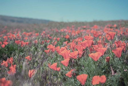 California Blooms I by Elizabeth Urquhart art print