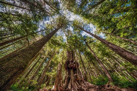 Avatar Grove Canopy by Tim Oldford art print