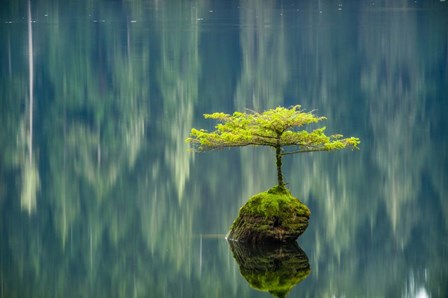 Fairy Lake Bonsai by Tim Oldford art print