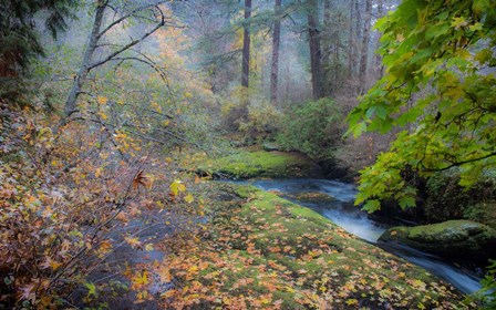 Snow in Fall by Tim Oldford art print