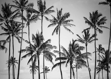 Palm Heaven by Design Fabrikken art print