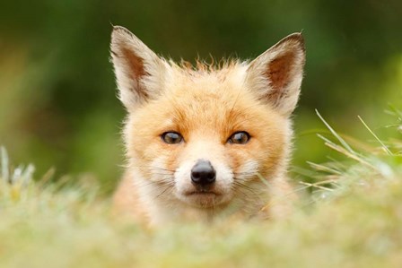 Bad Fur Day by Roeselien Raimond art print