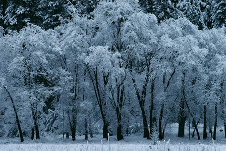 Black Oaks, Yosemite by Alain Thomas art print