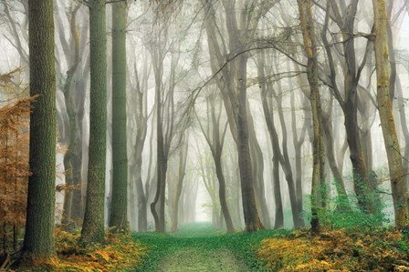 Magic Is Everywhere by Lars Van De Goor art print