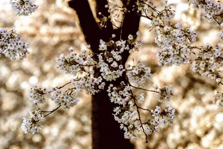 Spring Black by Lars Van De Goor art print