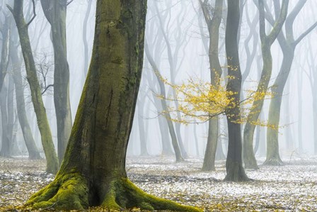 Winter Colors by Lars Van De Goor art print