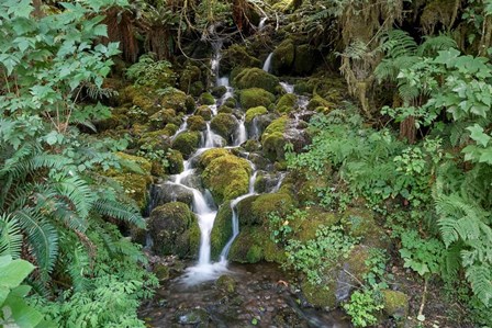 Fern Waterfall by Lynda White art print