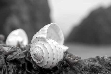 Crescent Beach Shells 1 by Alan Blaustein art print