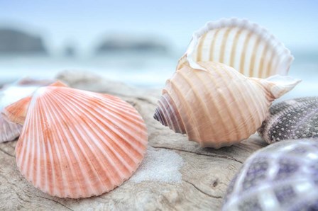 Crescent Beach Shells 10 by Alan Blaustein art print