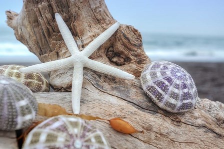 Crescent Beach Shells 7 by Alan Blaustein art print