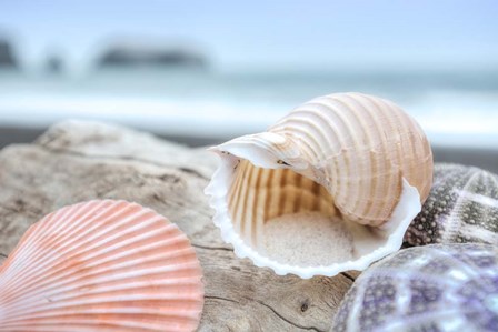 Crescent Beach Shells 9 by Alan Blaustein art print