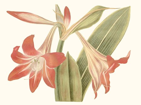 Antique Amaryllis IV by Curtis art print