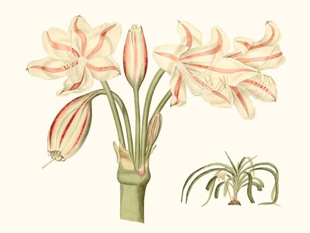 Antique Amaryllis V by Curtis art print