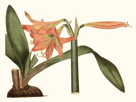 Antique Amaryllis VII by Curtis art print