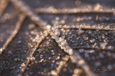 Frozen Leaf by Martin Podt art print