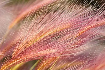 Foxtail Barley III by Alan Majchrowicz art print