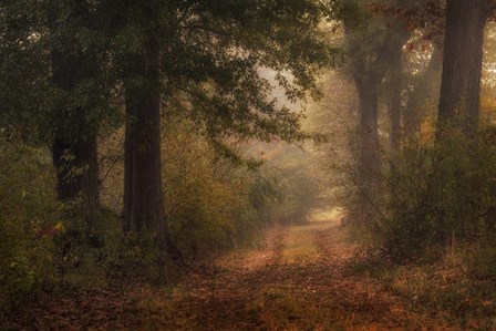 Autumn&#39;s Walk III by Danny Head art print