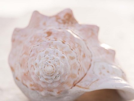 Shell Portrait I by Elena Ray art print