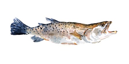 Freckled Trout II by Emma Scarvey art print