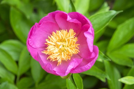 Peony Janice by Lisa S. Engelbrecht / Danita Delimont art print