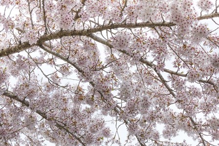 Cherry Tree Blossoms, Seabeck, Washington State by Jaynes Gallery / Danita Delimont art print