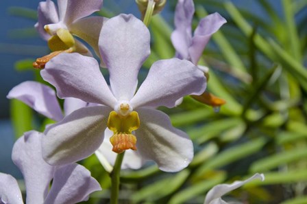 Jenny&#39;s Orchid Garden 1, Darwin, Australia by Cindy Miller Hopkins / Danita Delimont art print