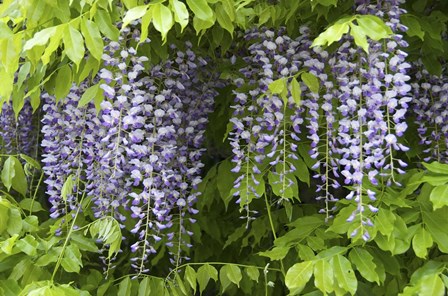 Wisteria In Bloom, Salzburg, Austria by Lisa S. Engelbrecht / Danita Delimont art print