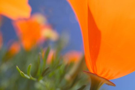 Poppies Spring Bloom 1. Lancaster, CA by Terry Eggers / Danita Delimont art print