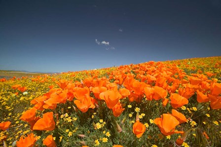 Poppies Spring Bloom 3. Lancaster, CA by Terry Eggers / Danita Delimont art print