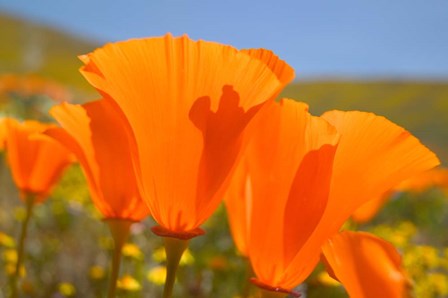 Poppies Spring Bloom 4. Lancaster, CA by Terry Eggers / Danita Delimont art print