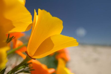 Poppies Spring Bloom 6. Lancaster, CA by Terry Eggers / Danita Delimont art print