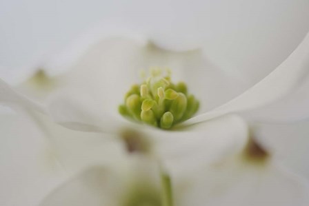 Flowering Dogwood Tree Blossom, South Carolina by Adam Jones / Danita Delimont art print